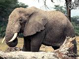 animals_3911_zlaga_ru.jpg