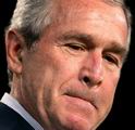 bush.jpg