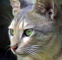 koshka.jpg