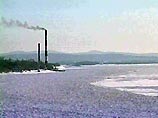 amur.jpg