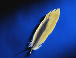 feather2.jpg