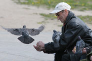 Мужчина кормит голубей. [Нажмите для увеличения]